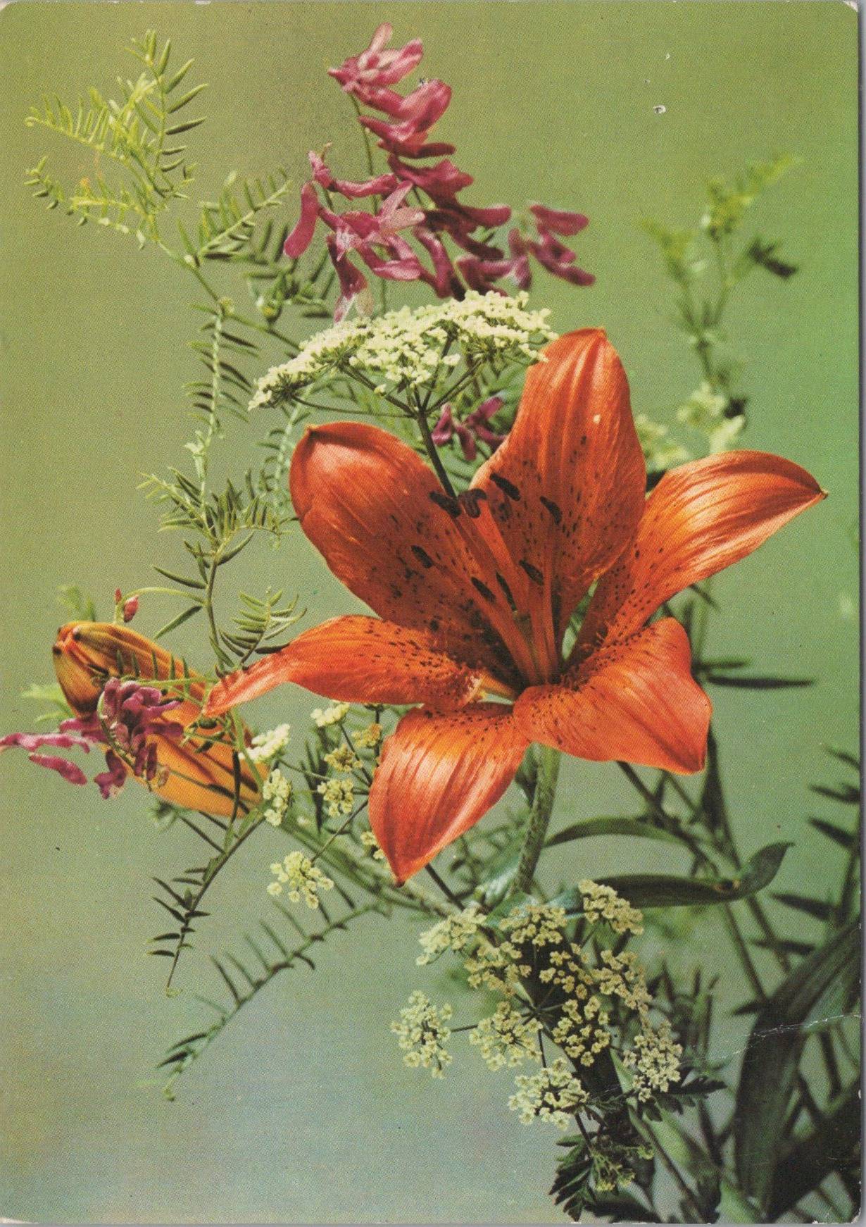 Ľalia