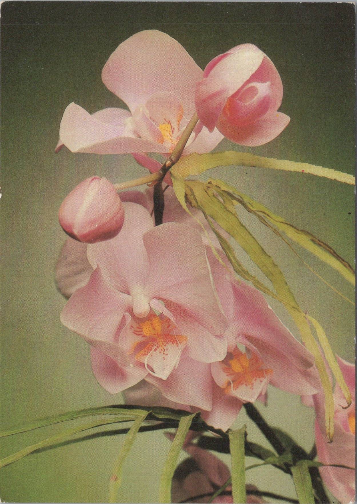 Orchidea